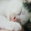 a white and brown cat sleeping on a person's arm