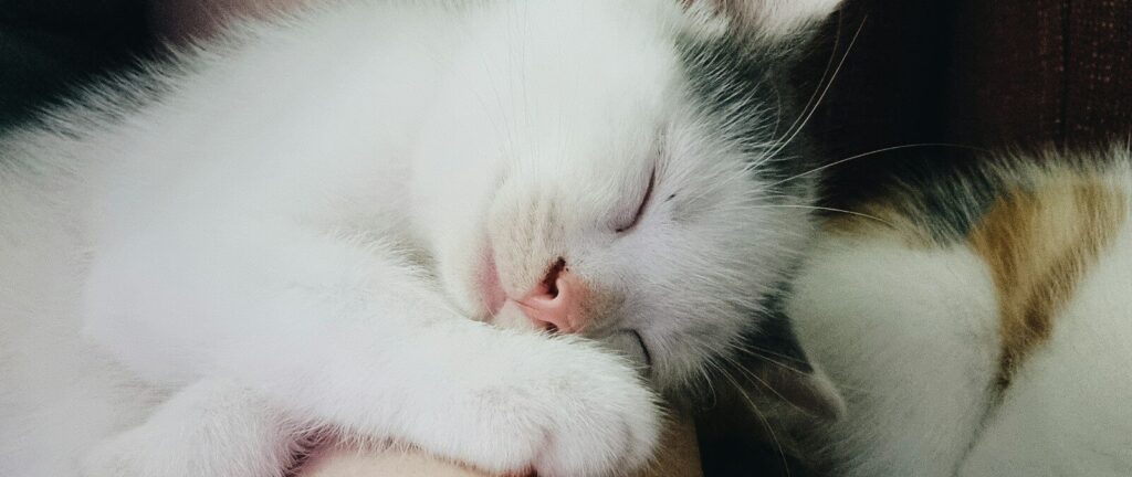 a white and brown cat sleeping on a person's arm