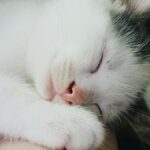 a white and brown cat sleeping on a person's arm