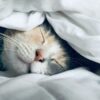 white cat sleeps under white comforter