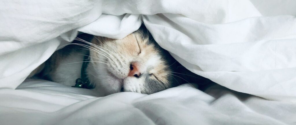 white cat sleeps under white comforter
