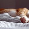 orange tabby kitten sleeping on black and white striped textile