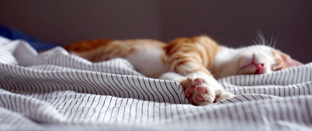 orange tabby kitten sleeping on black and white striped textile